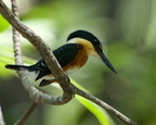 Pygmy Kingfisher