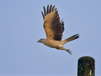 Caracara in Flight
